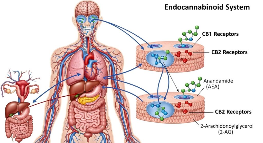 How to Boost Your Endocannabinoid System